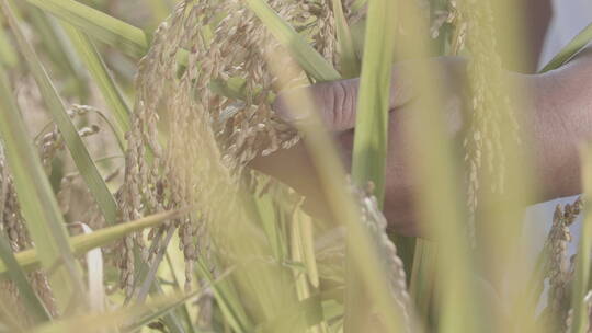 云南：秋天的稻田农民丰收视频素材模板下载