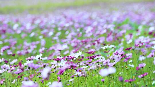 格桑花合集 格桑花海 野花盛开 格桑花升格