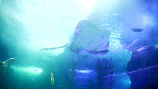 海洋馆水族馆海底世界鱼群实拍