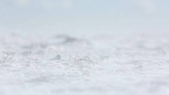 大风吹雪地里的枯草 雪花飘起 晶莹 特写