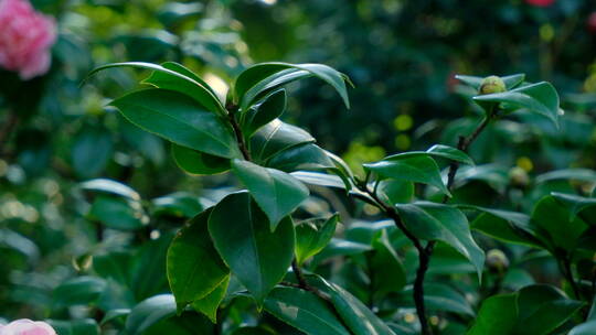 春天花园山茶花