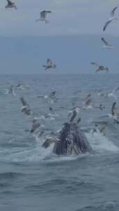 鲸鱼跃出海面、海面飞翔的海鸥