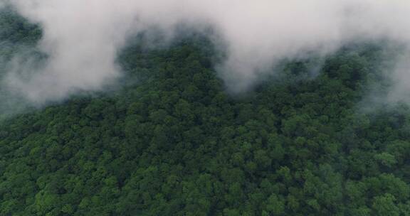 航拍 高角度俯拍云雾飘过森林