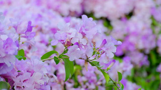 蒜香藤花特写