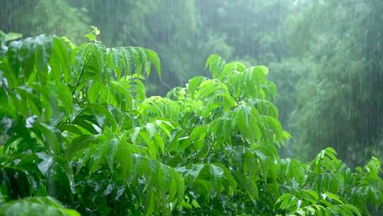 适用于宣传片的视频素材雨天树叶被雨打湿