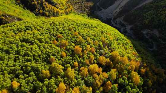 西藏山南达古峡谷秋景