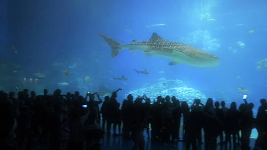 长隆海洋王国 海洋生物