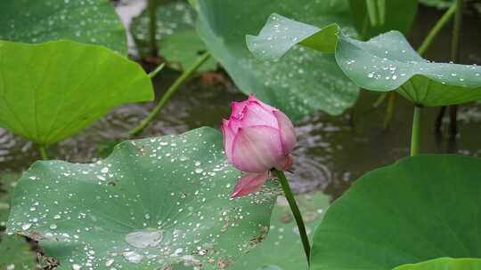 雨中荷花雨荷