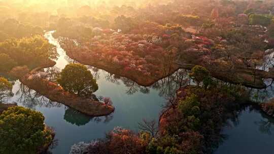 西溪湿地梅花航拍