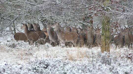冬天在树林里奔跑的一群鹿