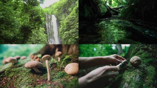 女人在小溪瀑布流过的丛林中摘蘑菇