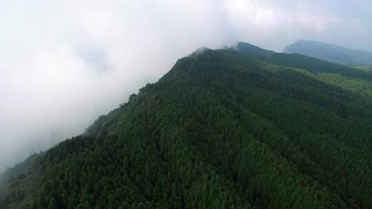 航拍四川大山林场