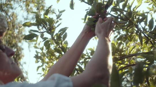 园丁苹果树上采摘苹果视频素材模板下载