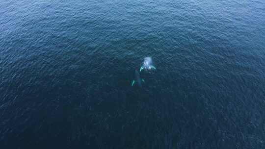 航拍座头鲸迁徙