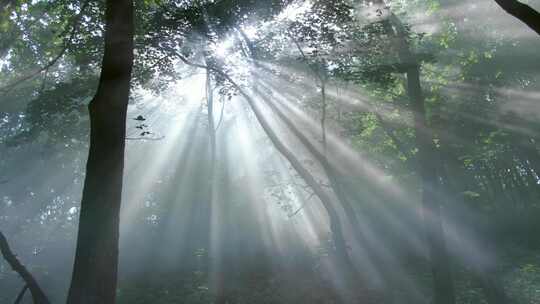 阳光照射森林丁达尔光线