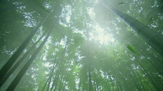美丽的竹林，有雾，竹叶落下来（4k）视频素材模板下载