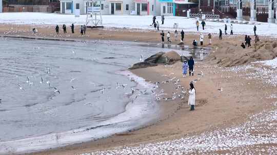 海边成群的海鸥