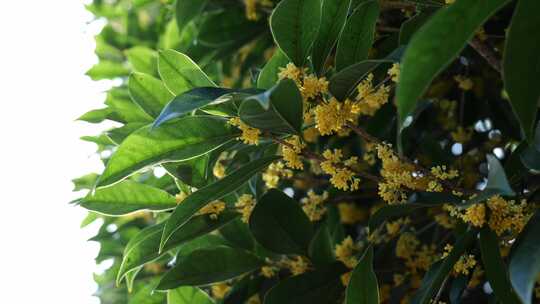 桂花 金桂 桂花飘香 桂花林