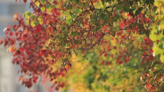 深秋时节的黄栌红叶