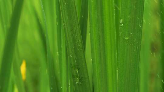 雨中的叶子植物慢镜头