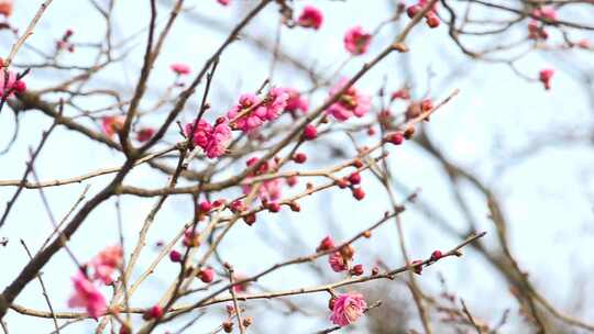 梅花 开花 腊梅