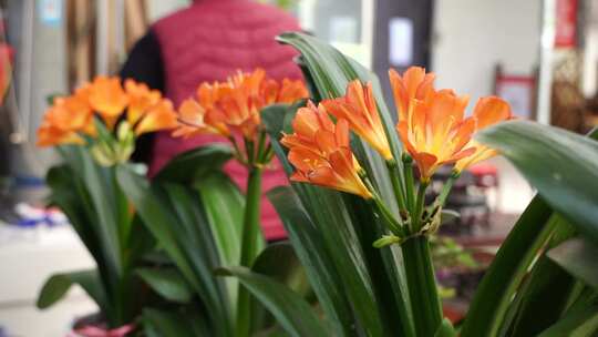 君子兰 大叶石蒜 植物 观赏 花卉 长春市花