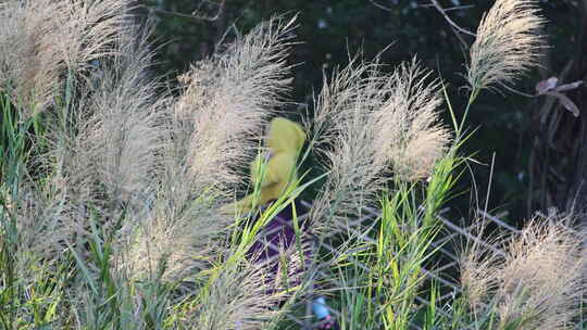 芦苇 狗尾巴草 芦花 阳光 空镜 实拍