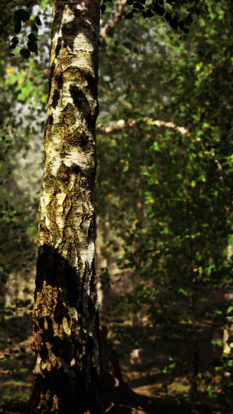 茂密的白桦林，参天大树