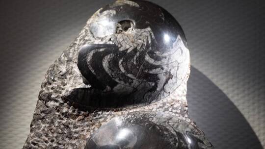 古生物史前生物鹦鹉螺化石