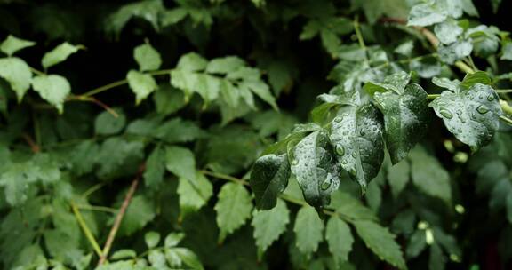 下雨雨后唯美意境