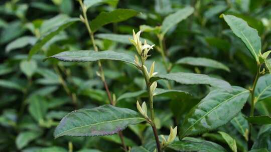 茶叶 茶 品茶 采茶制茶 茶山 摘茶视频素材模板下载