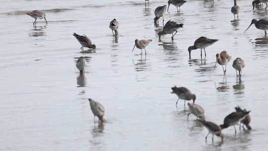 深圳湾飞行觅食的黑尾塍鹬群、鹬鸻群、鸟群