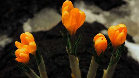 春天植物花草春暖花开生长盛开