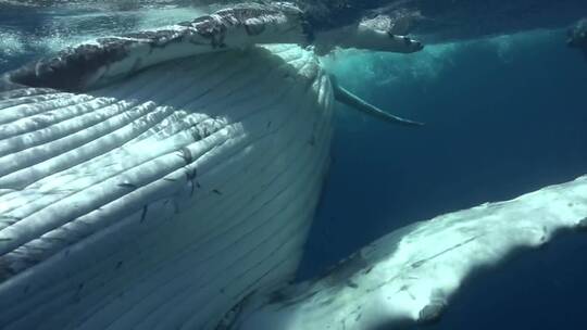座头鲸在太平洋水下视频素材模板下载
