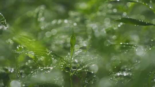 雨后小草丛绿植水珠露珠