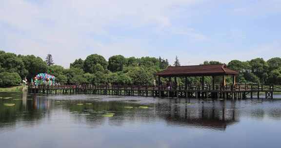 苏州相城荷塘月色湿地公园荷花荷叶荷塘