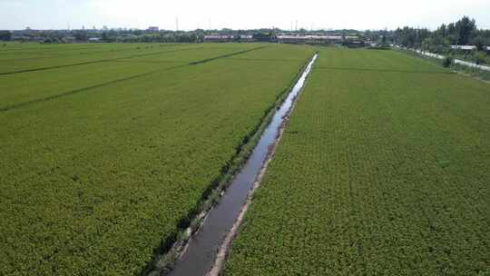 航拍 天津 小站稻 水稻 大米 生态农业 三农