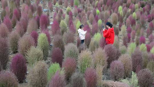 浪漫的乡村振兴植物植被地肤草