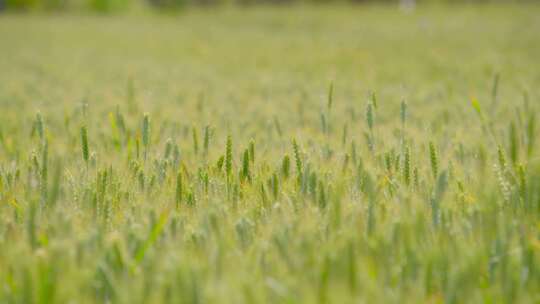 农村田地里即将成熟的小麦