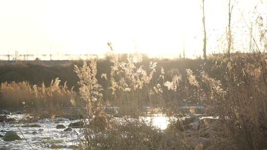 芦苇 草 风景 晚霞 湿地 夕阳