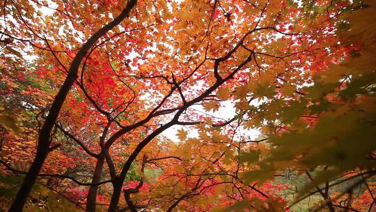 秋季枫叶风景