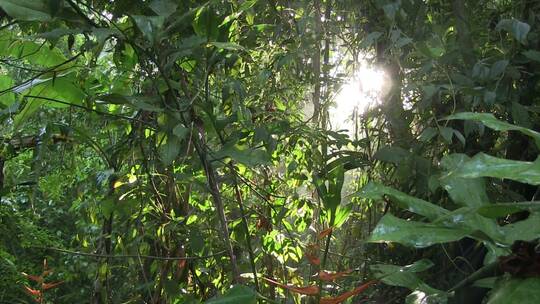 丛林雨林中慢镜头拍摄