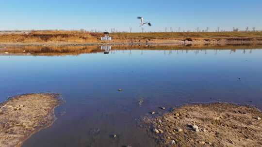 白鹭 野鸭 湖泊 湿地 保护环境 栖息地