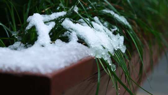 冬天唯美雪景绿叶红花上的雪