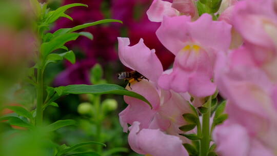 蜜蜂飞舞采花粉采蜜 金鱼草花丛中