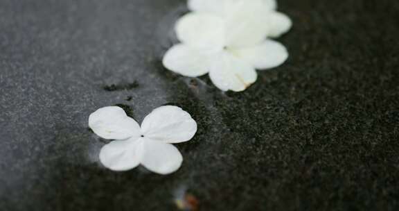 雨水打在掉落地面的白色花瓣上