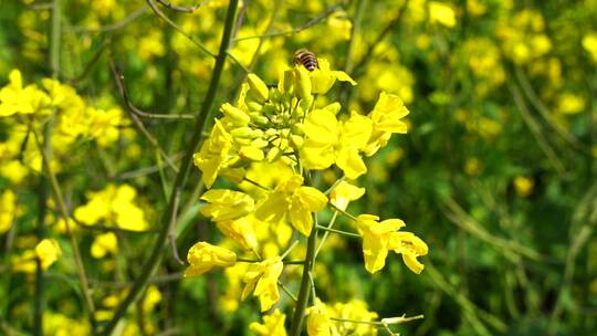 油菜花 蜜蜂采蜜