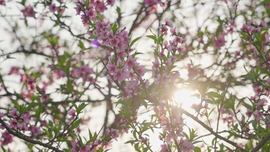 夕阳中的桃花