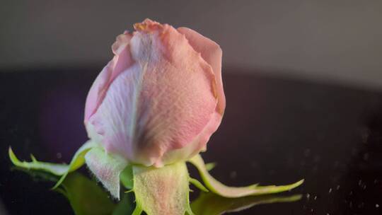 花苞玫瑰花蕾520鲜花 (3)视频素材模板下载