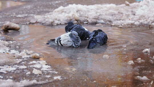 鸽子在肮脏的冷水中洗澡